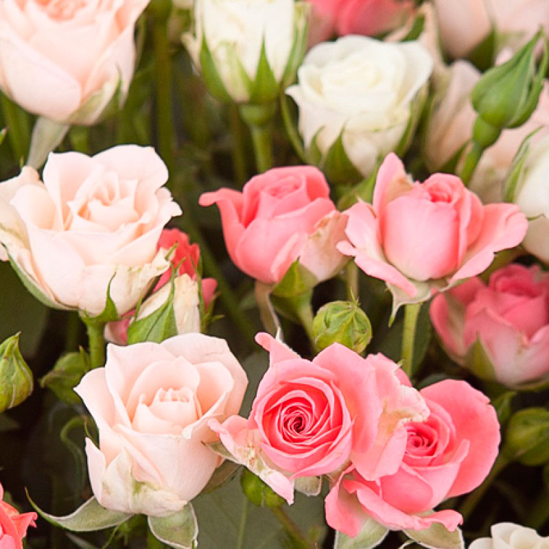 Букет «Розовый дайкири» 31 кустовая роза