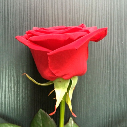 Роза Красная Наоми РБ