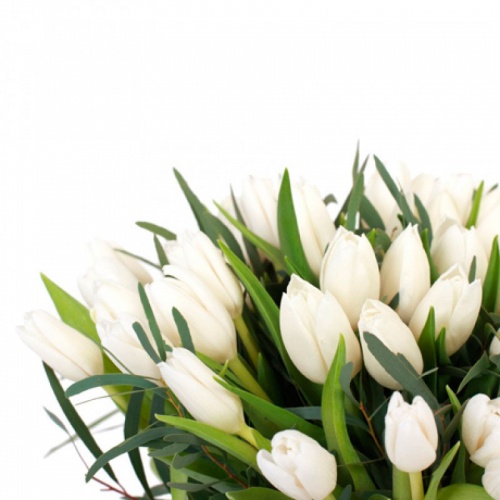 Букет из 51 тюльпана «Белый»