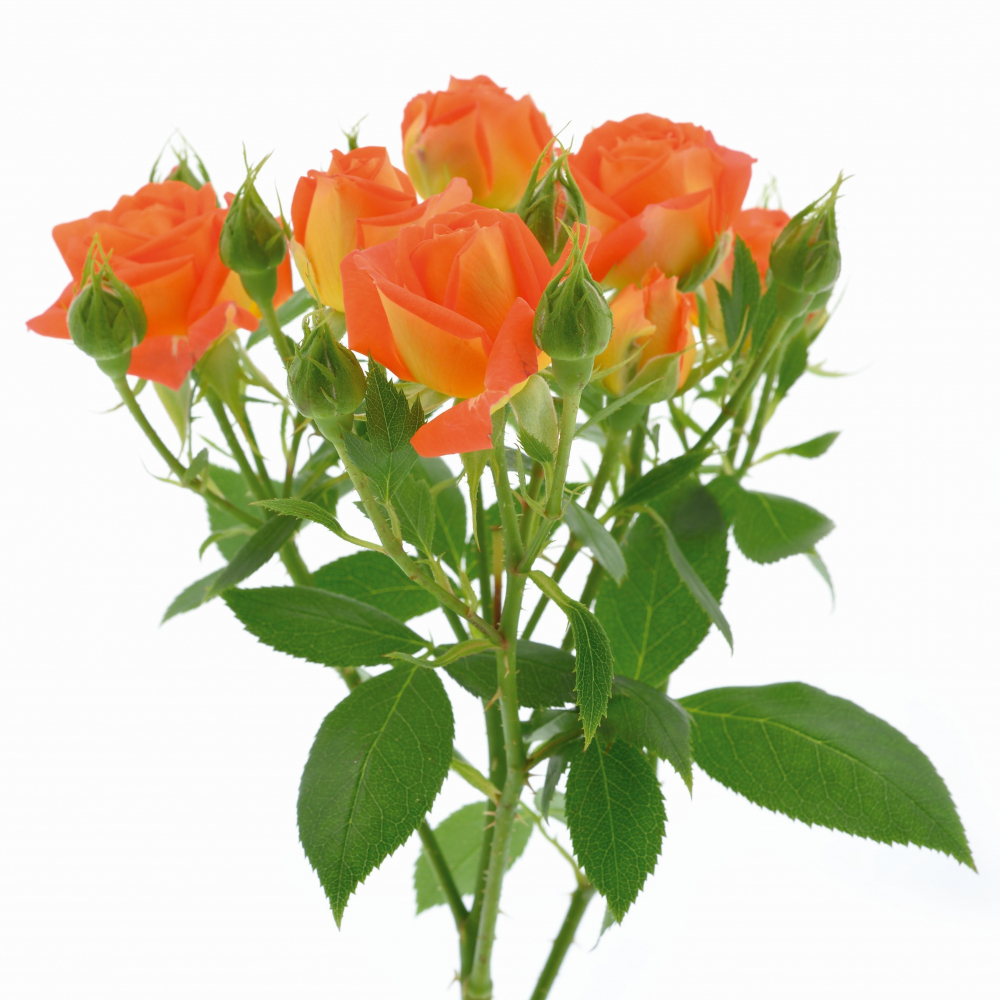 Картинка Роза кустовая Кинг Баблс Кения