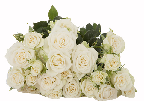 Картинка Роза кустовая Сноу Блоссом Кения