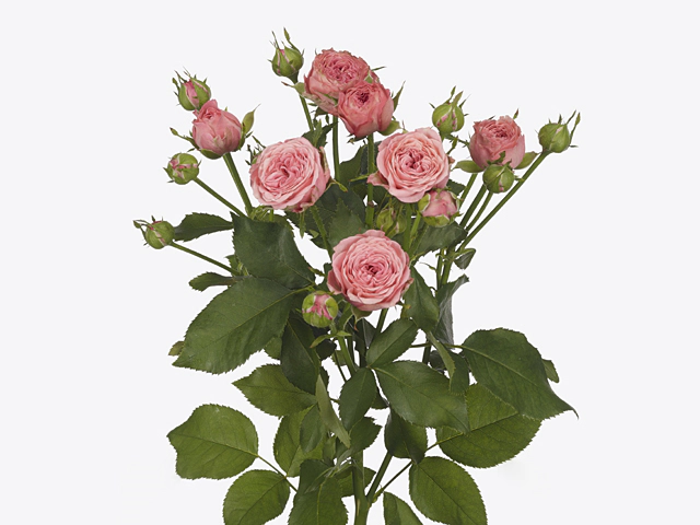 Картинка Роза кустовая Корал Йо Йо Кения