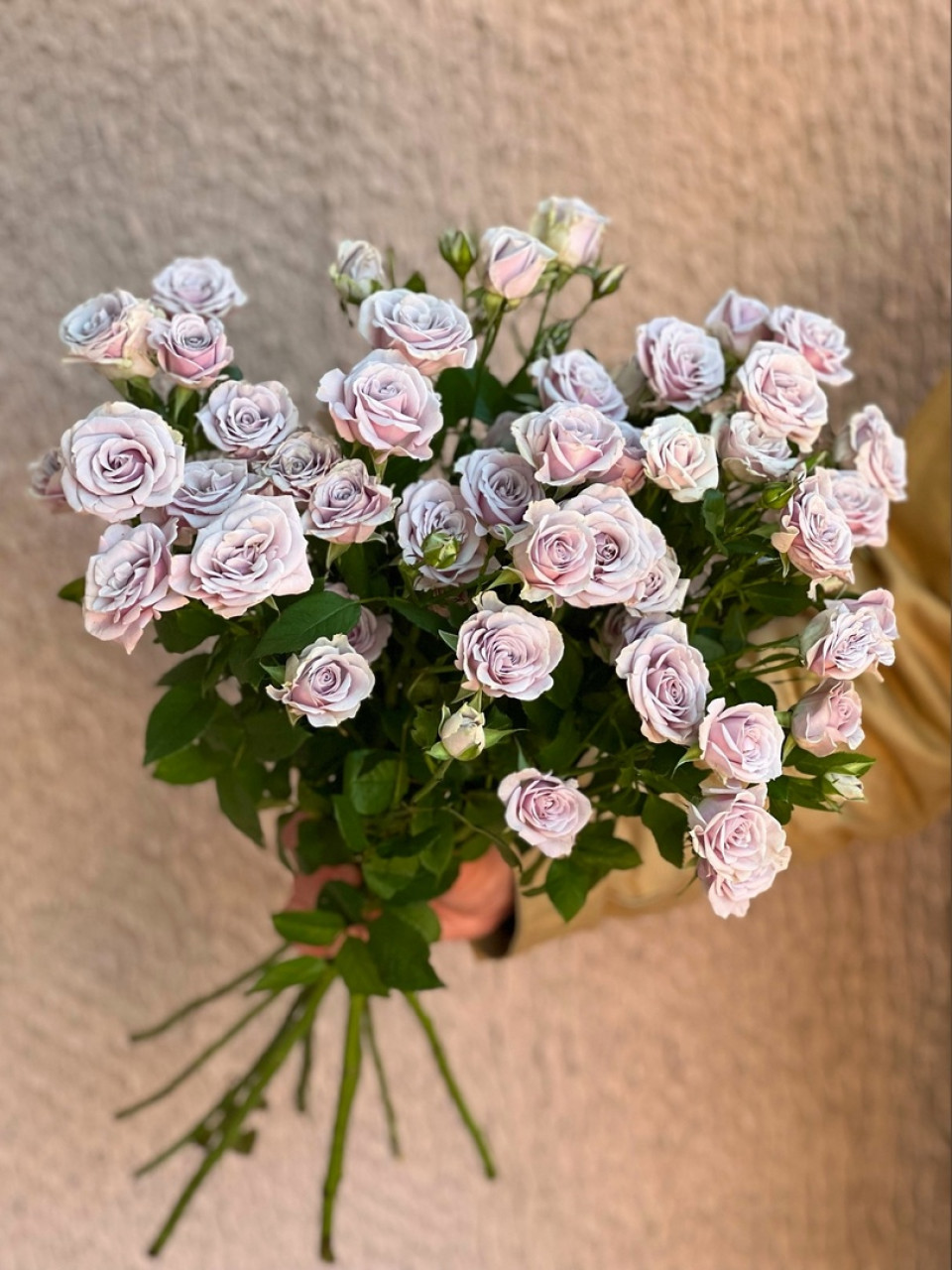 Картинка Роза кустовая Лейла Кения