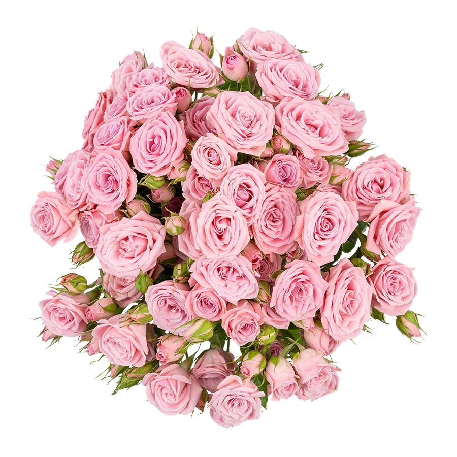 Картинка Роза кустовая Одилия Кения