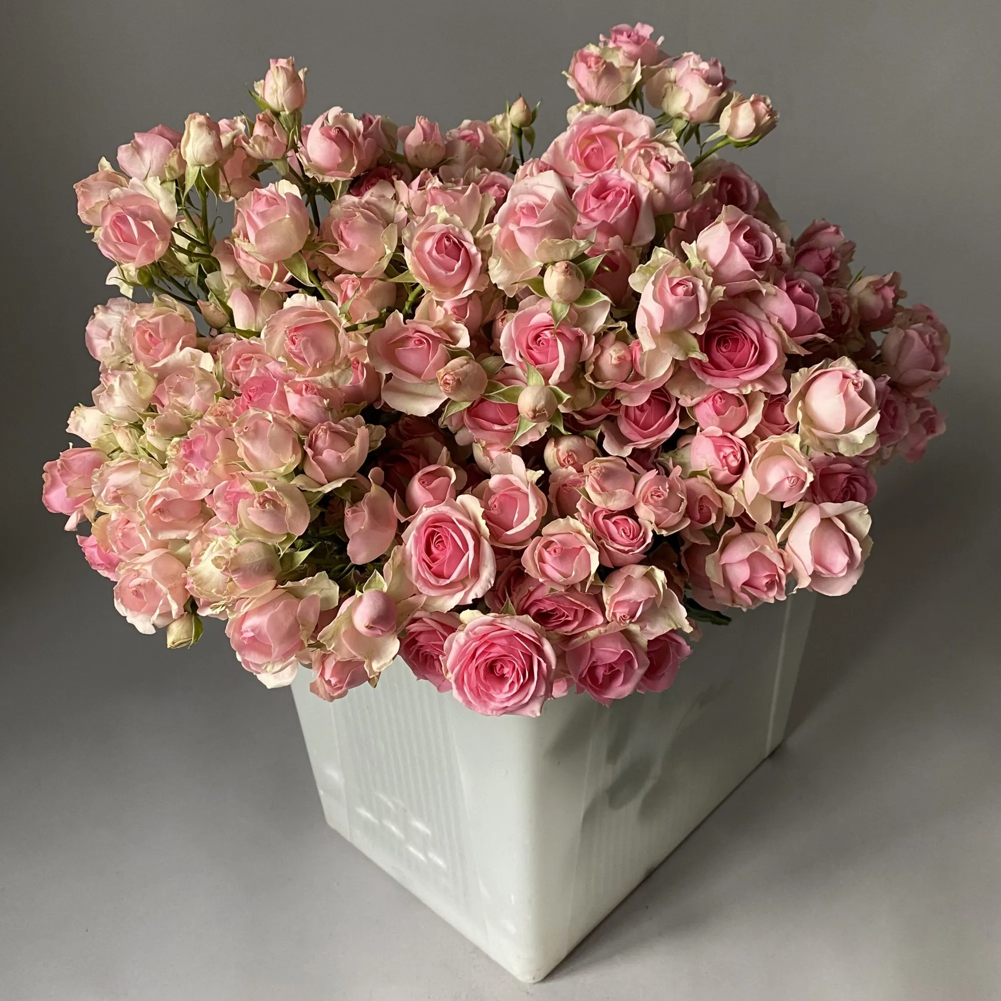 Картинка Роза кустовая Динара