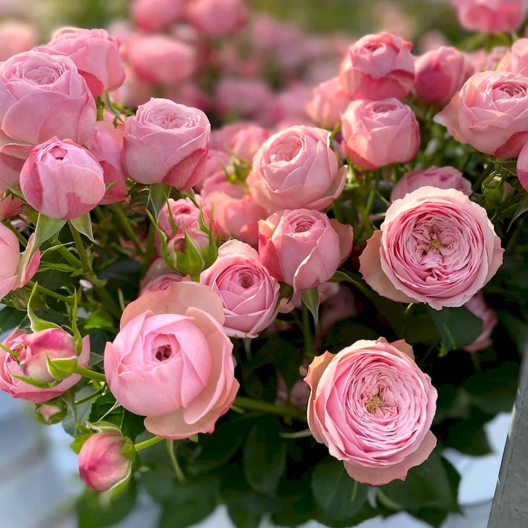 Картинка Роза кустовая Мэнсфилд парк пинк Кения