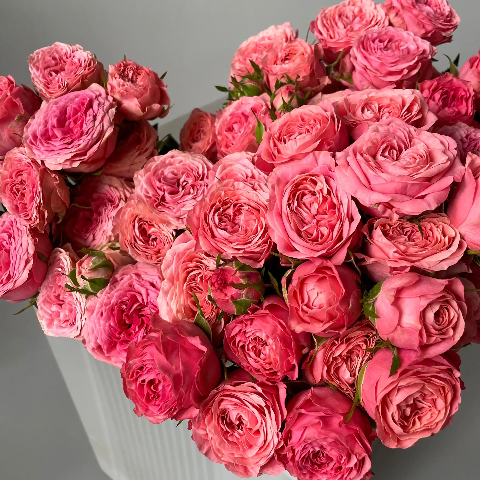 Картинка Роза кустовая Корал Йо Йо Кения