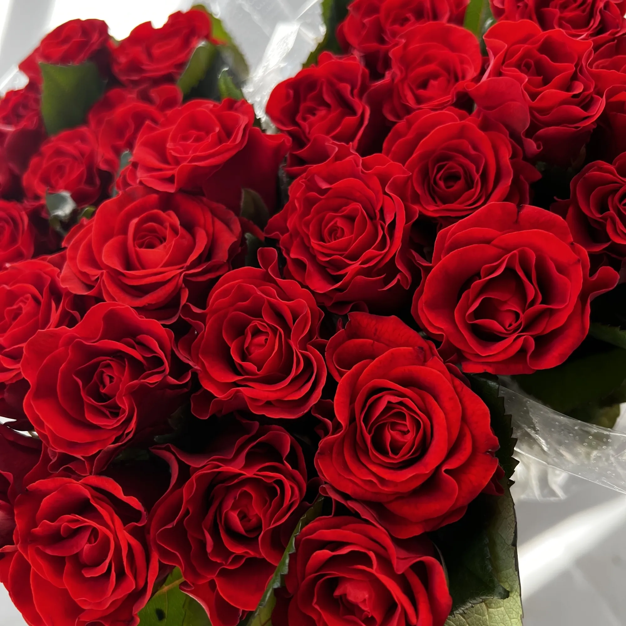 Картинка Роза Эль торо