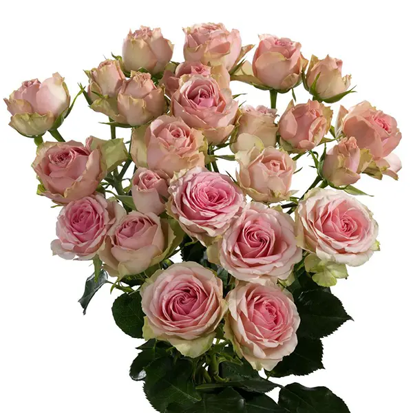 Картинка Роза кустовая Динара