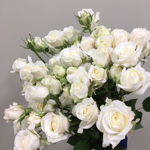 Картинка Роза кустовая Сноу Блоссом Кения