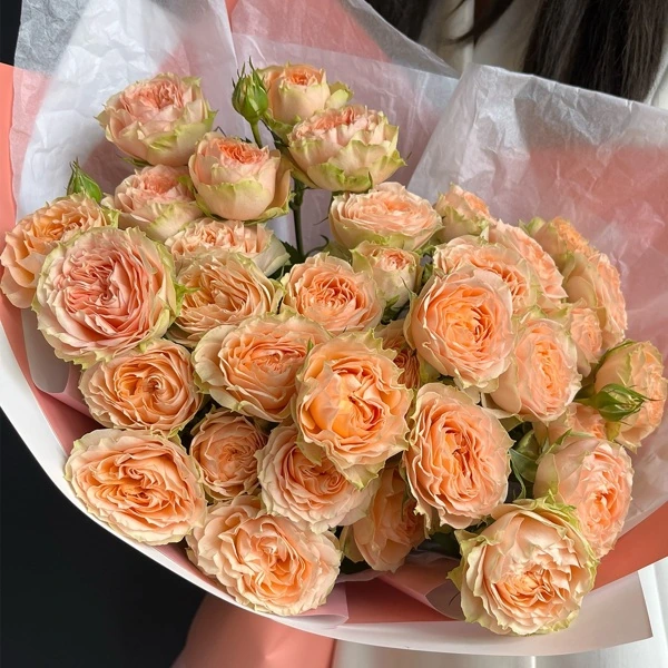Картинка Роза кустовая Холли