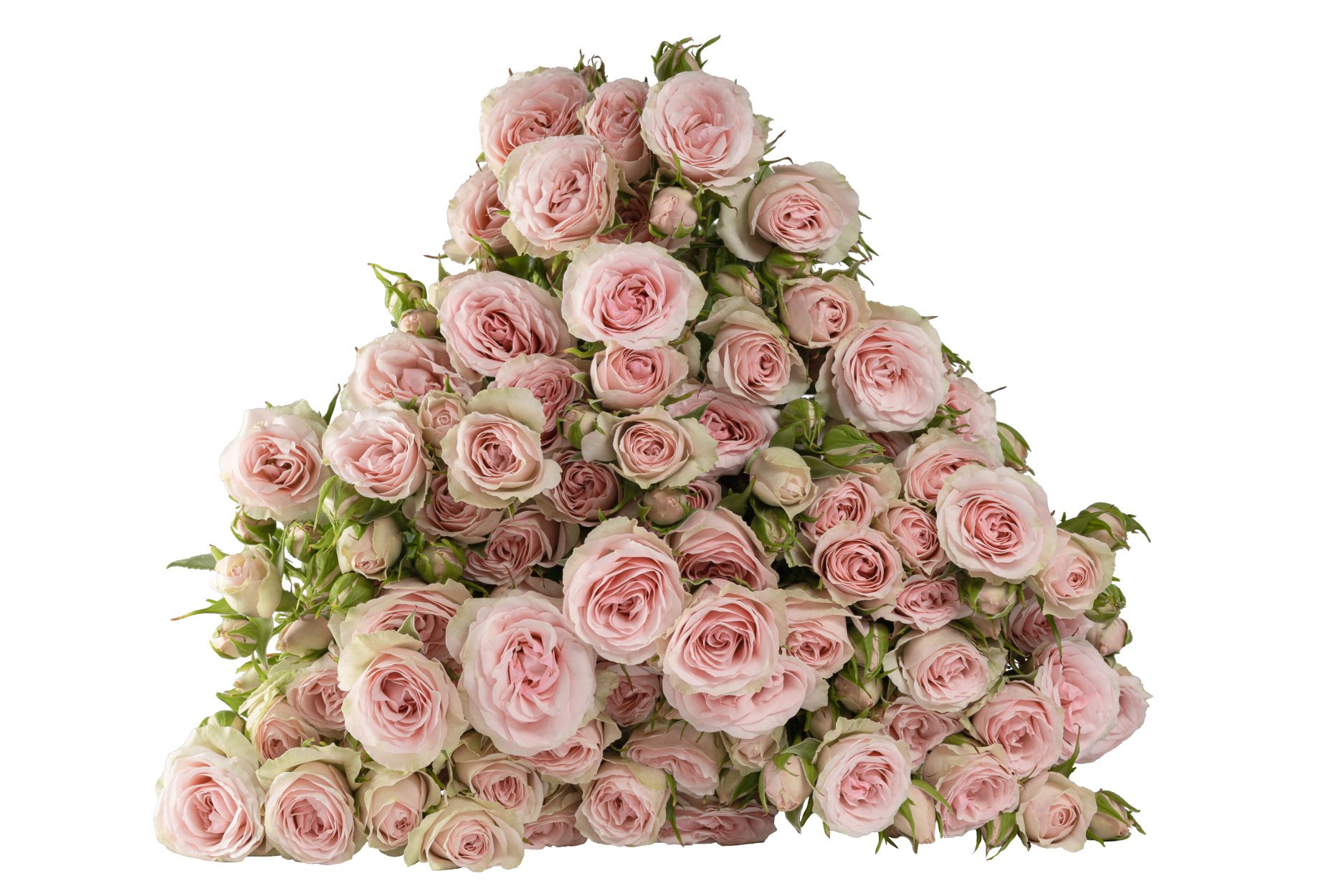 Картинка Роза кустовая  Свит Блоссом Кения