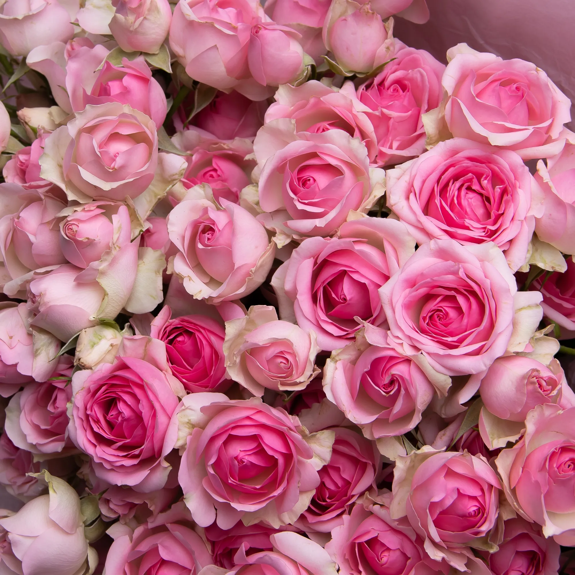 Картинка Роза кустовая Динара