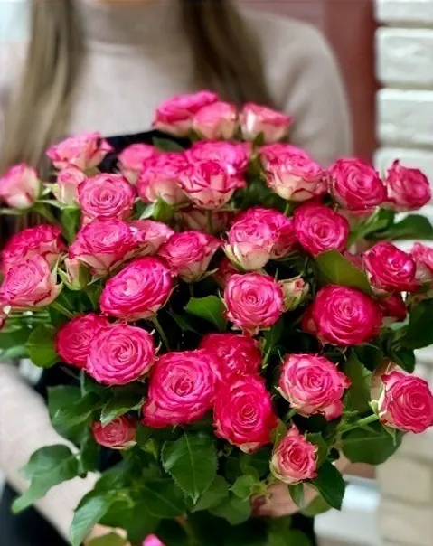 Картинка Роза кустовая Хейли Кения