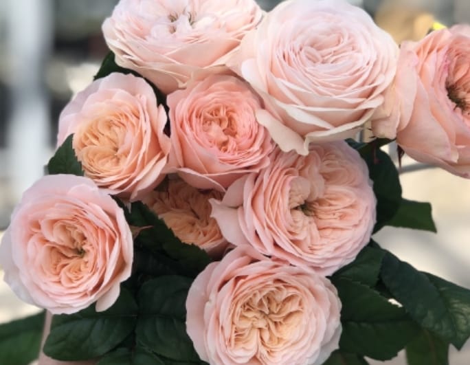 Картинка Роза кустовая Парадис Бич Нидерланды