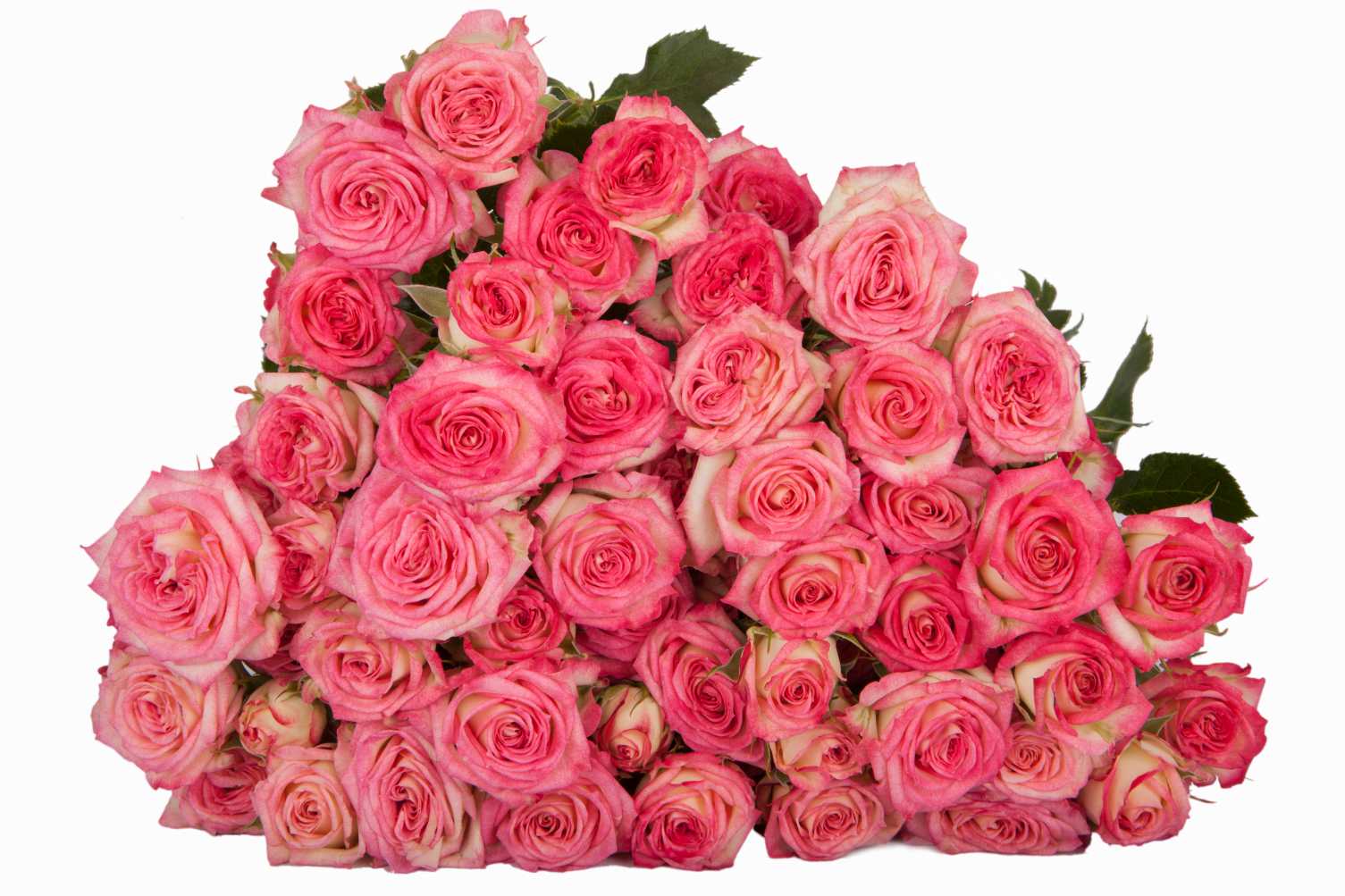 Картинка Роза кустовая Саммер Денс Кения