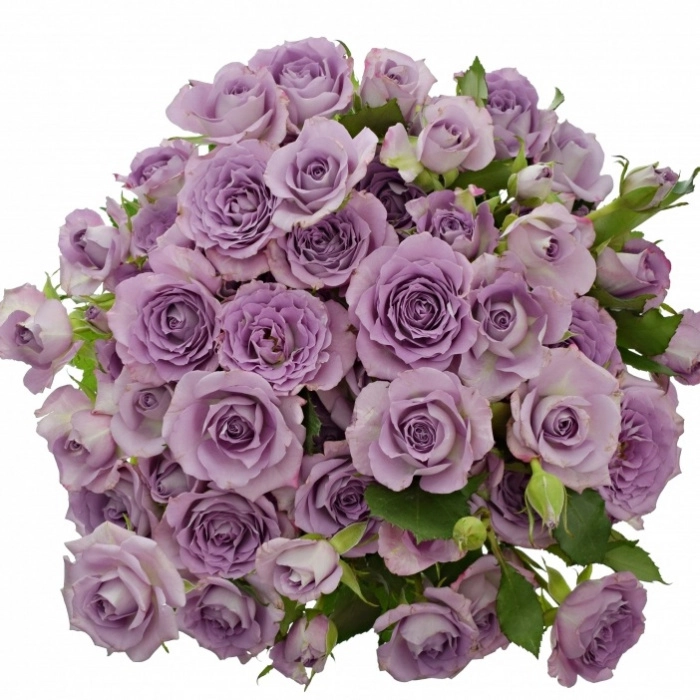 Картинка Роза кустовая Океан Микадо Кения