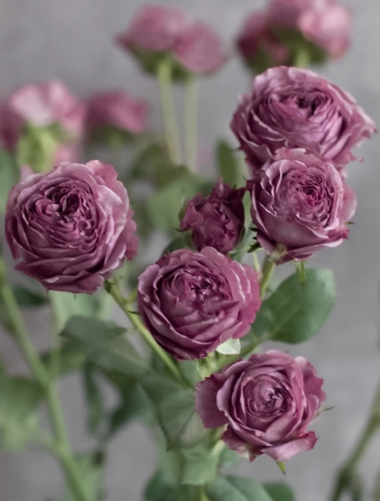 Картинка Роза кустовая Хайп Кения