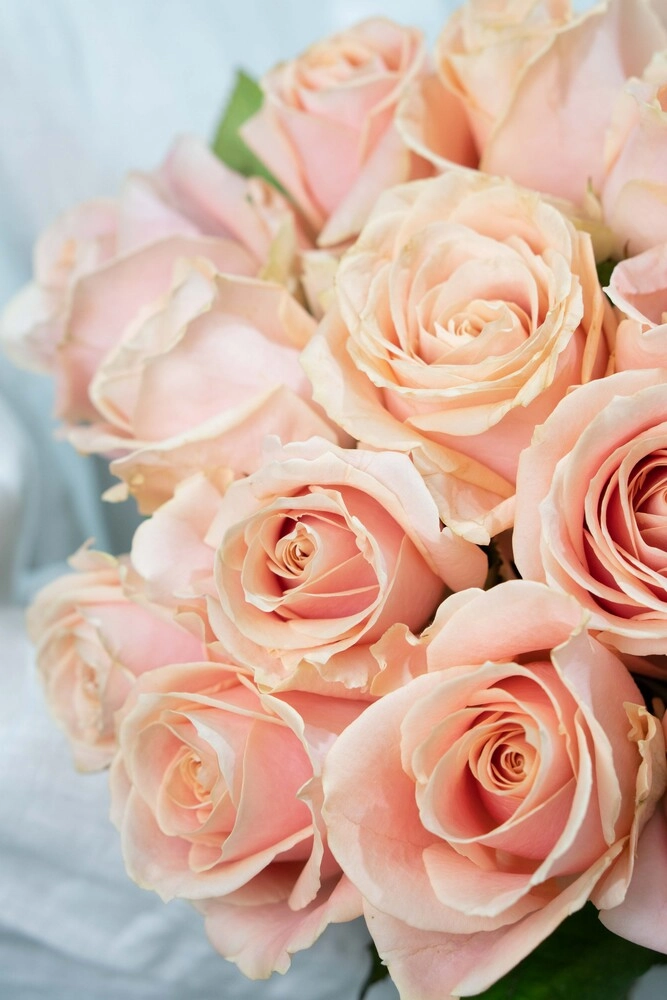 Картинка Роза Перл Аваланж