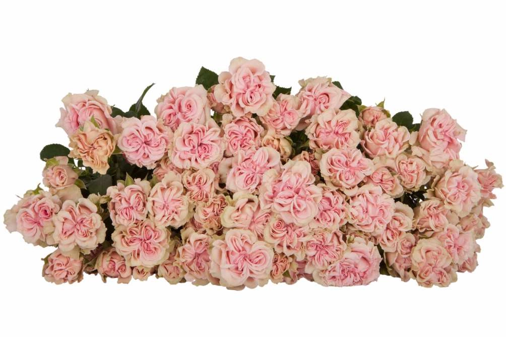 Картинка Роза кустовая Свит Флоу Кения