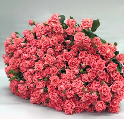 Картинка Роза кустовая Барбадос Кения