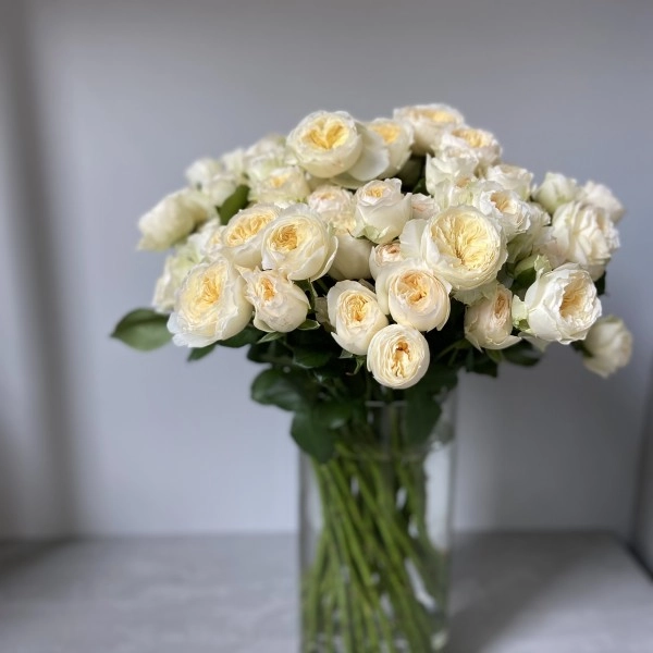 Картинка Роза кустовая Роял Парк Кения