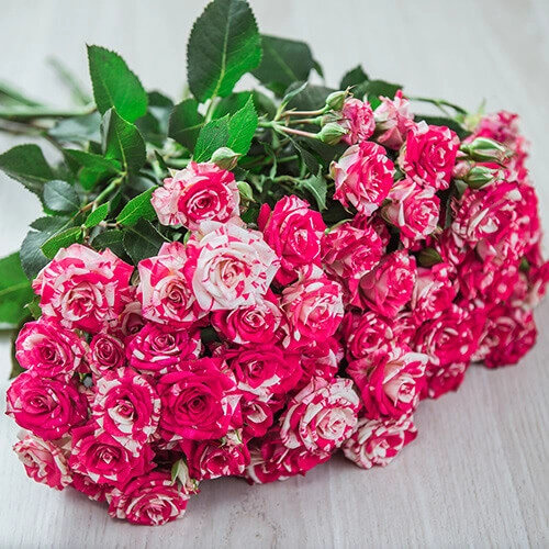 Картинка Роза кустовая Файер Воркс Кения