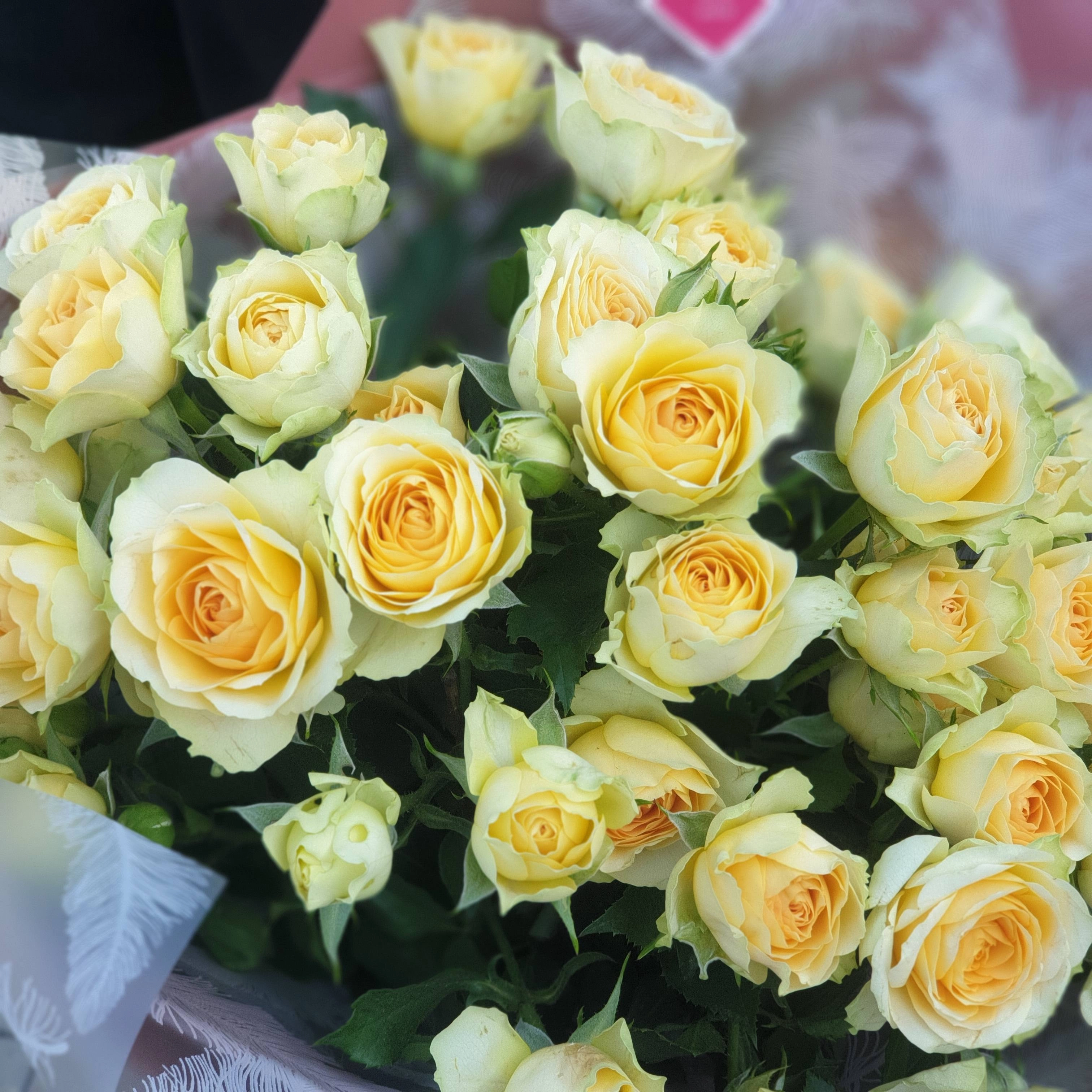 Картинка Роза кустовая Бандалеро Кения