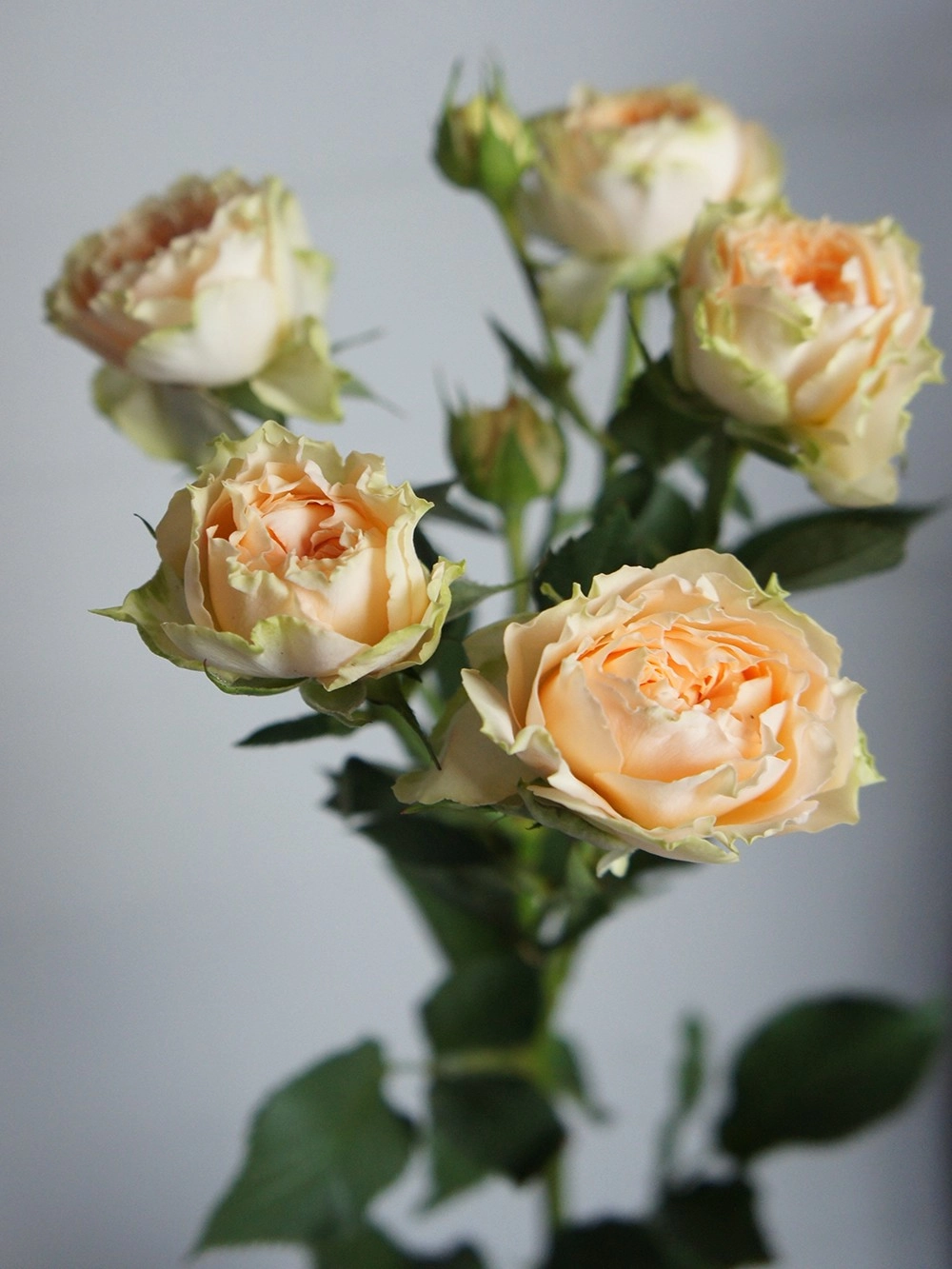 Картинка Роза кустовая Холли Кения