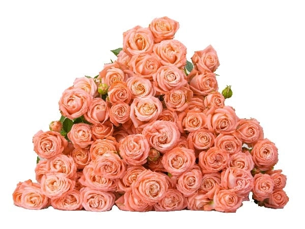 Картинка Роза кустовая Эмейзинг Меджик Кения