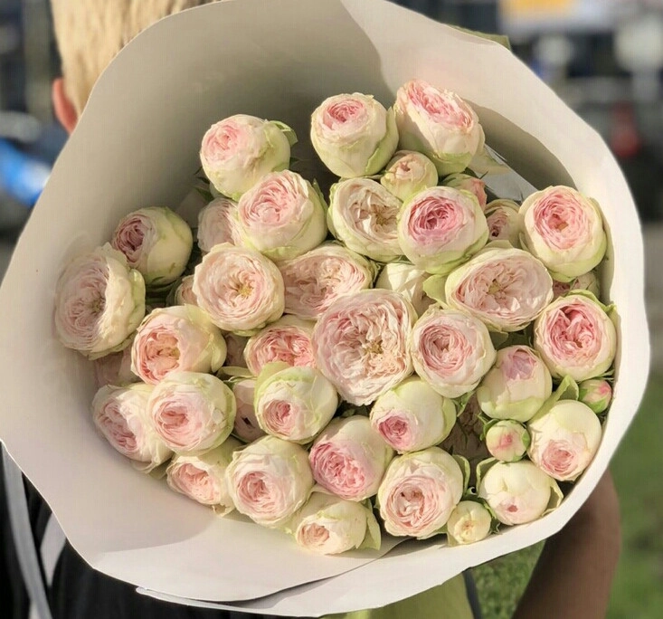 Картинка Роза кустовая Мэнсфилд парк Кения