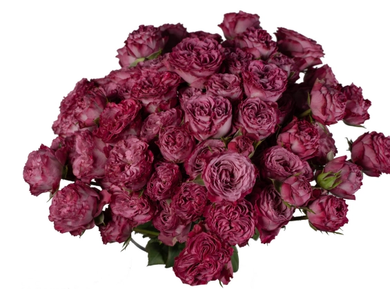 Картинка Роза кустовая Хайп Кения