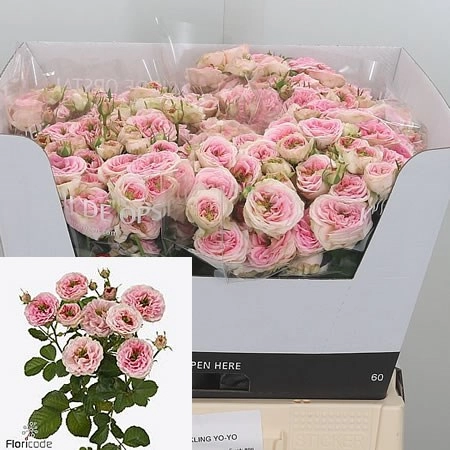 Картинка Роза кустовая Спаркинг Йо Йо Кения