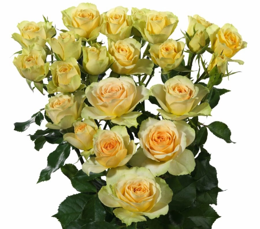 Картинка Роза кустовая Бандалеро Кения