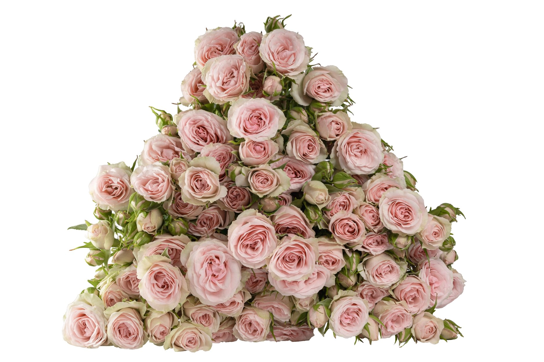 Картинка Роза кустовая  Свит Блоссом Кения