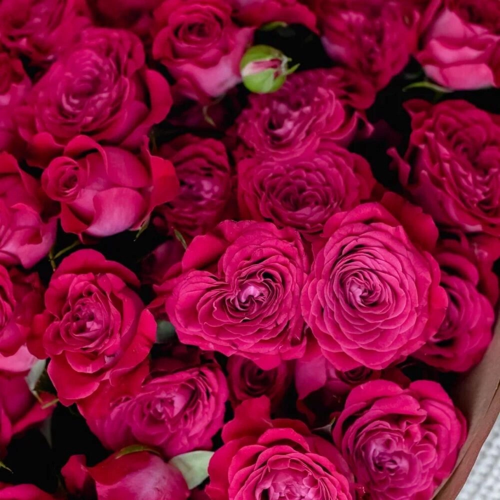 Картинка Роза кустовая Черри Блоссом Кения