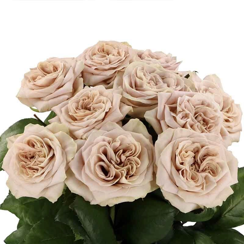 Картинка Роза Вестминстер Эбби