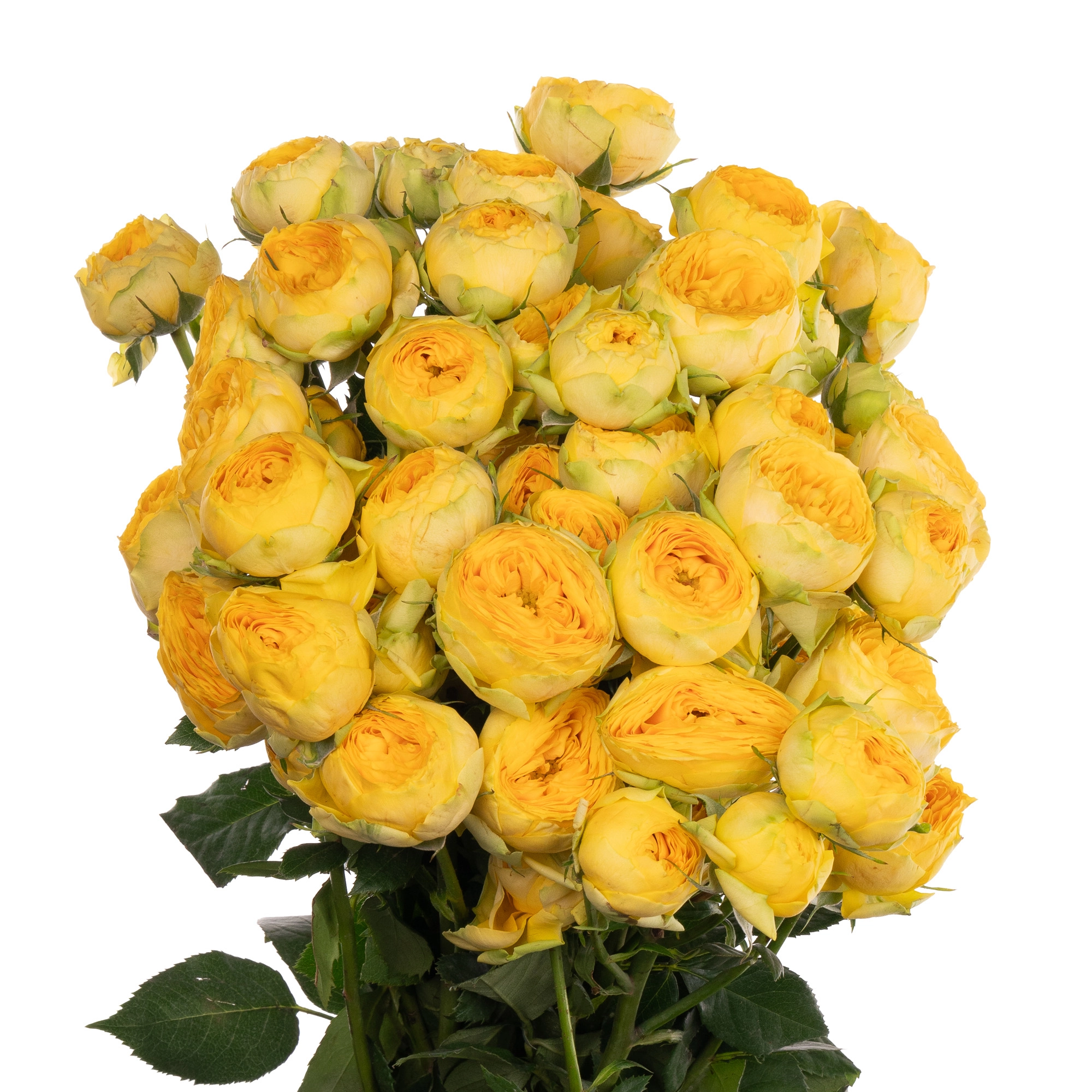 Картинка Роза кустовая Голден Трендсеттер Кения