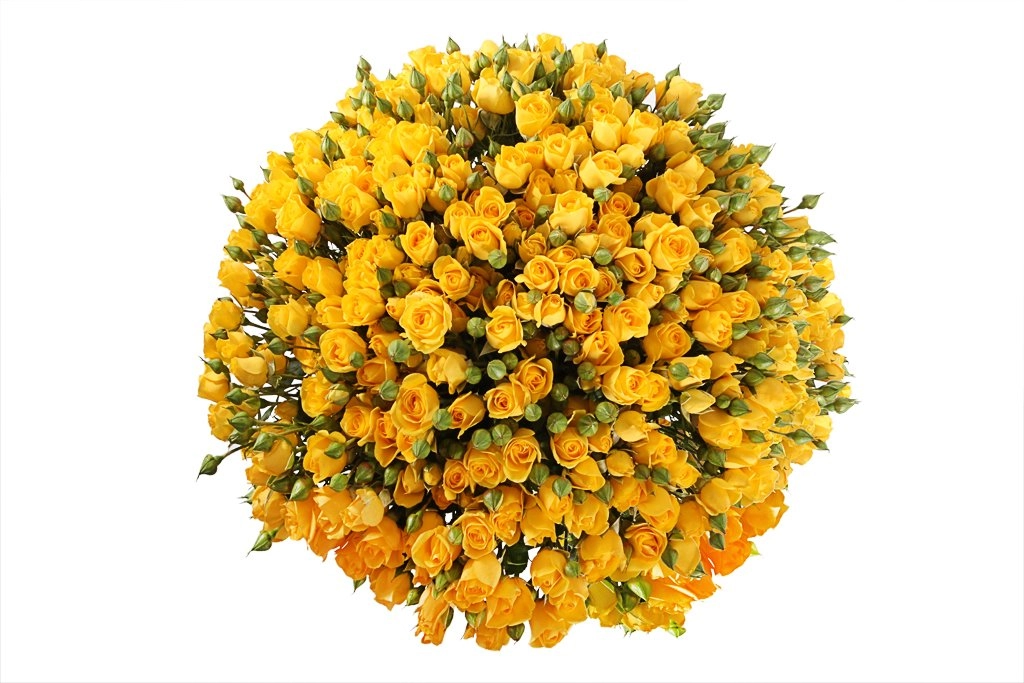 Картинка Роза кустовая Мариса Кения