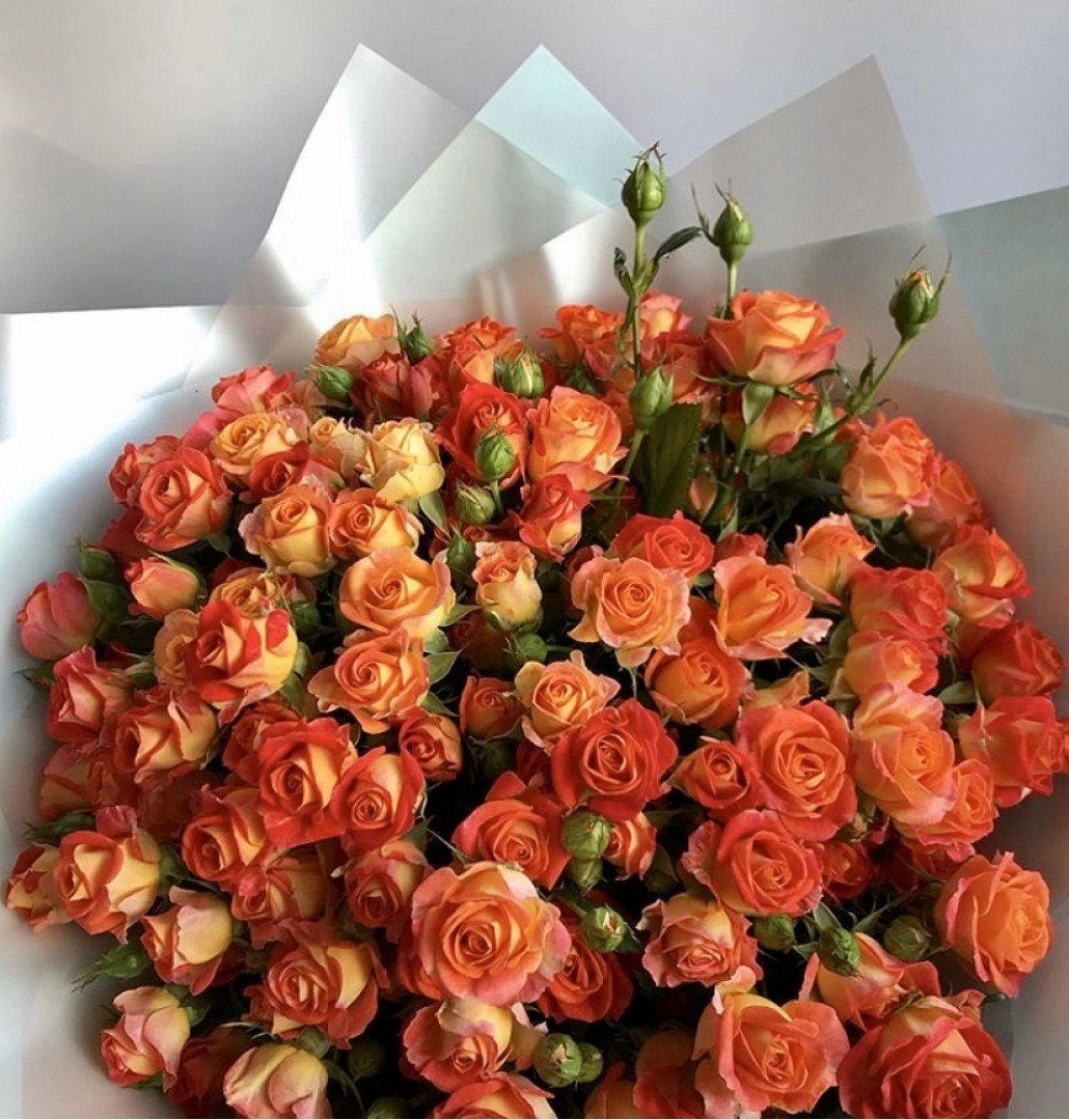 Картинка Роза кустовая Кинг Баблс Кения