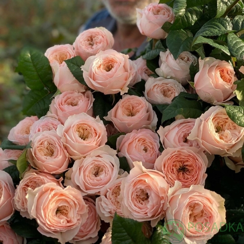 Картинка Роза кустовая Парадис Бич Нидерланды