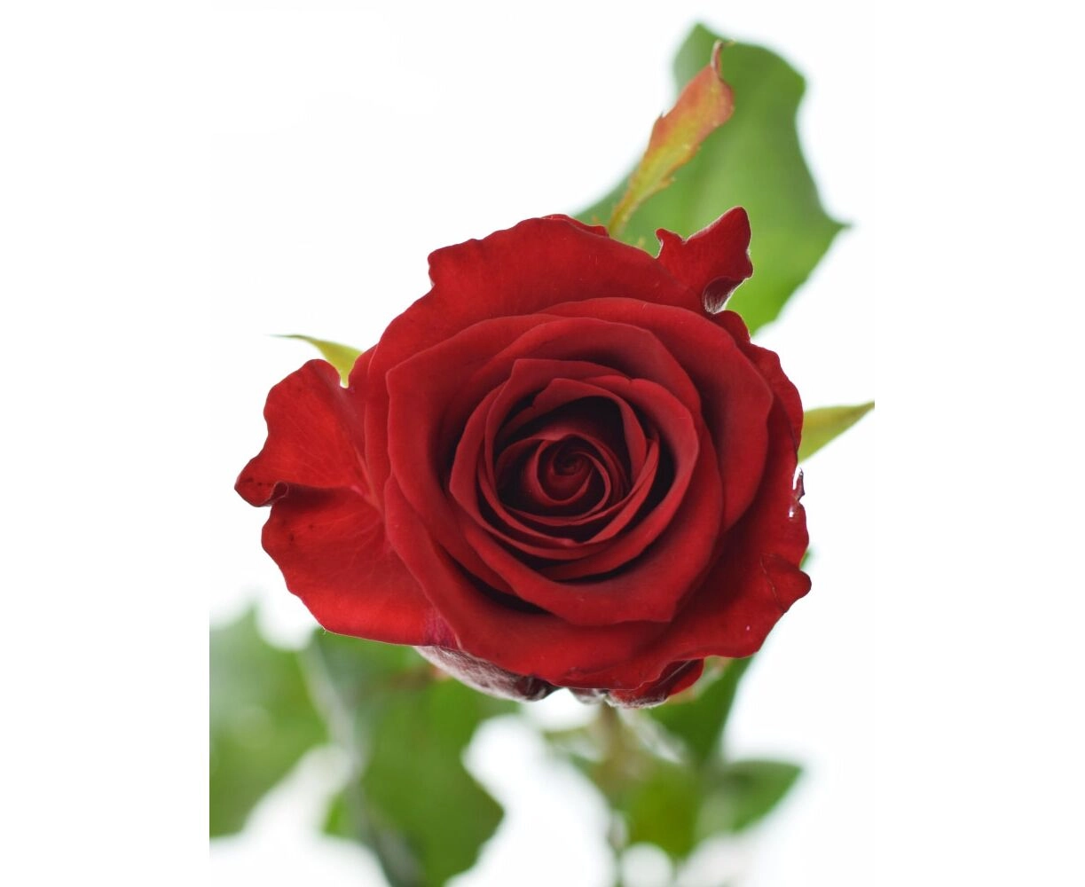 Картинка Роза Ред Игл