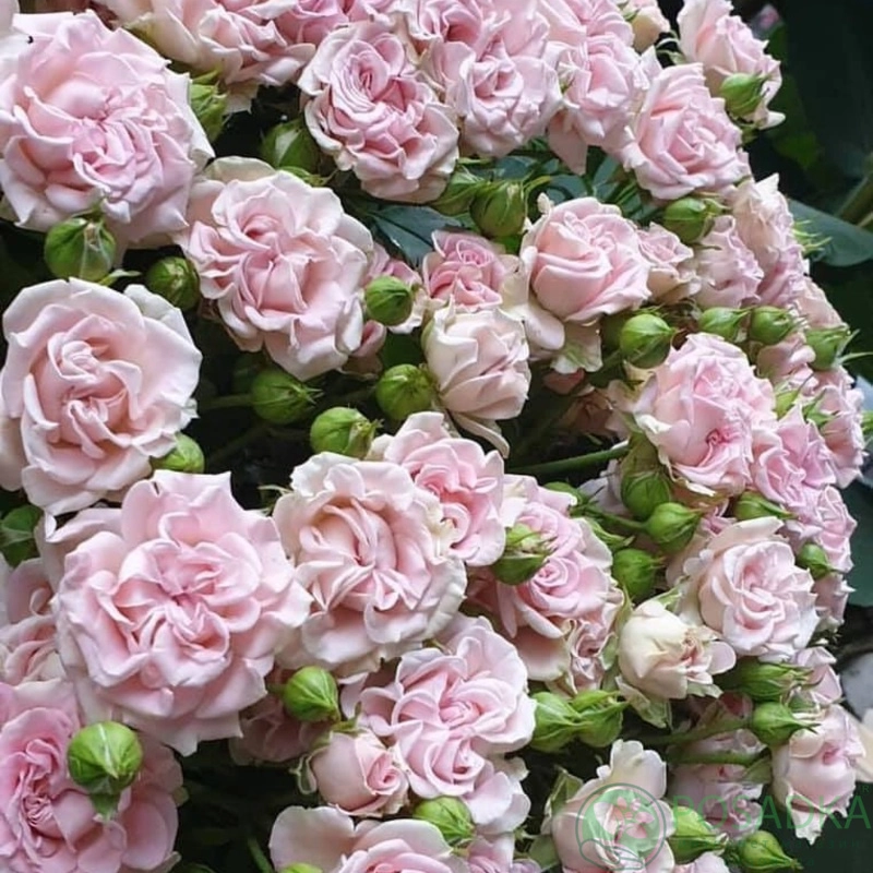 Картинка Роза кустовая Свит Флоу Кения