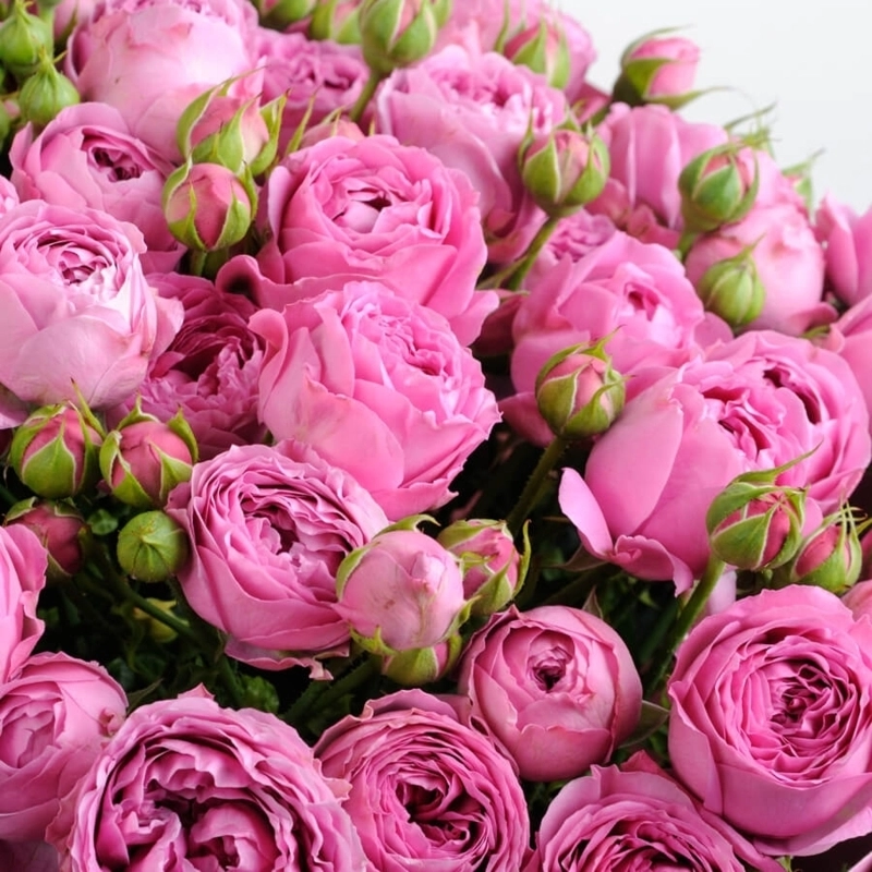 Картинка Роза кустовая Мисти Баблс Кения