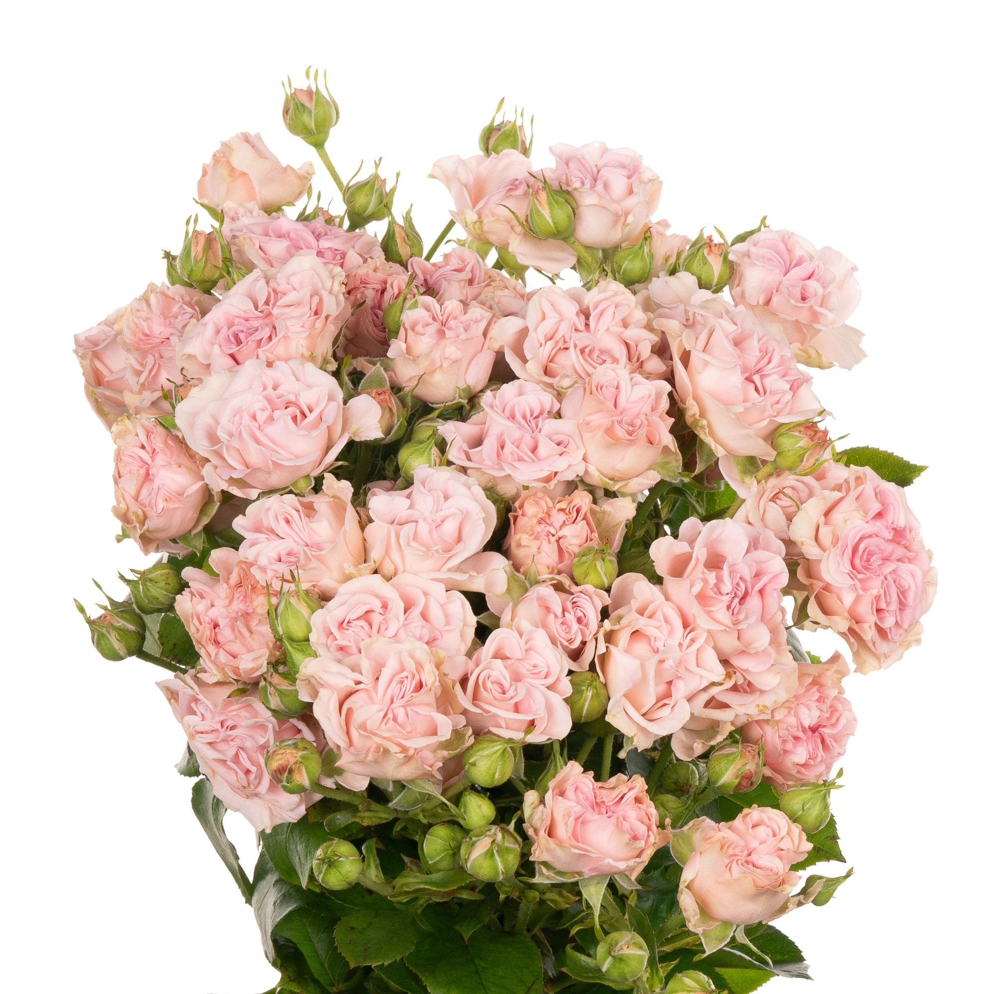 Картинка Роза кустовая Свит Флоу Кения