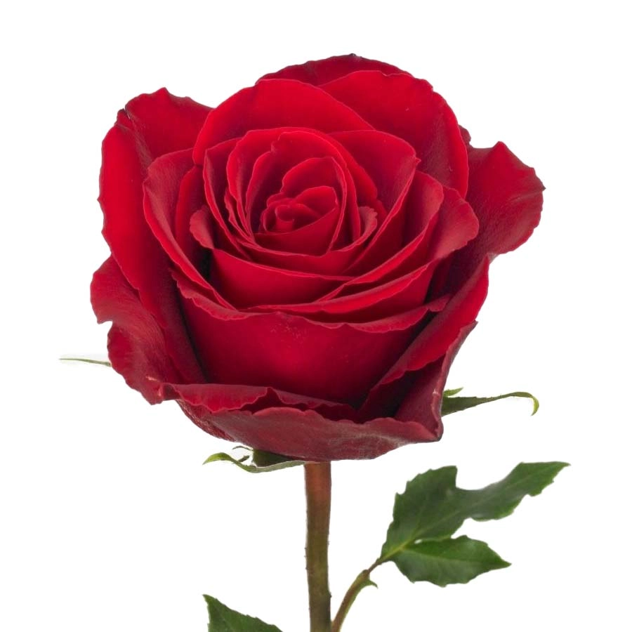 Картинка Роза Мадам Ред