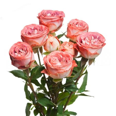 Картинка Роза кустовая Медеа Кения