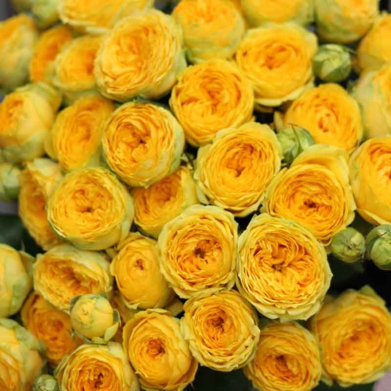 Картинка Роза кустовая Голден Трендсеттер Кения