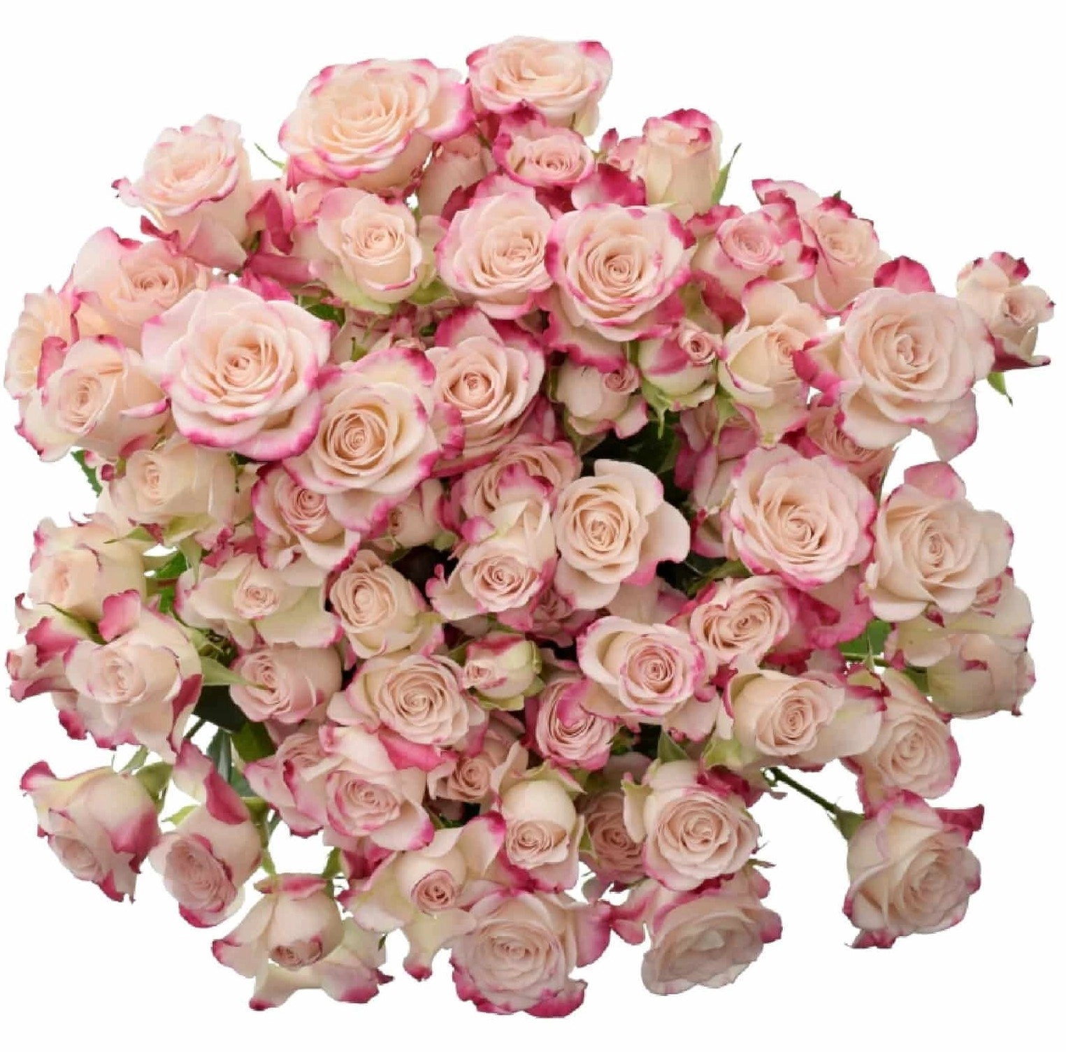 Картинка Роза кустовая Рефлекс Кения