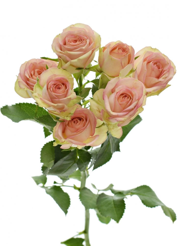 Картинка Роза кустовая Азор Кения